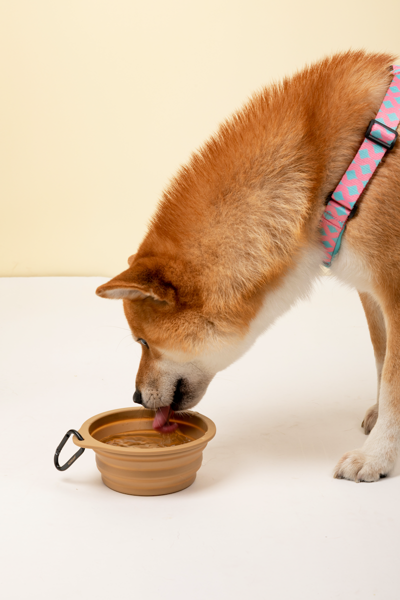 Pawsitivity's Indoor and Outdoor Pet Water & Food Bowl - Non-Toxic Silicone Material, Suitable for Cats and Dogs, High/Low-Temperature Resistant, Ensures a Clean and Safe Feeding Experience.